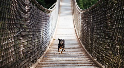 Dog running across bridge