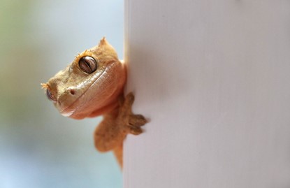 Cute lizard peeking round the corner of a building