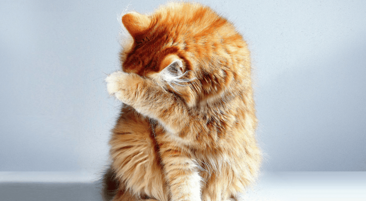 Fluffy ginger tabby cat holding a paw over its face