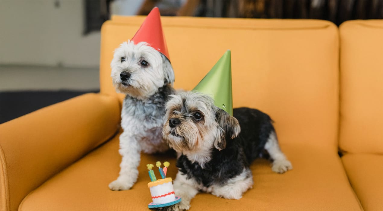 Two dogs sitting on yellow couch wearing party hats