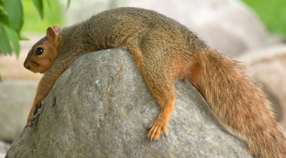Squirrel lying on a rock