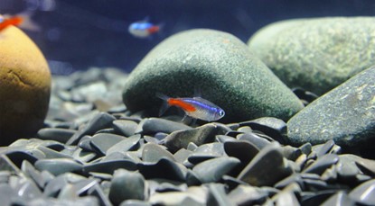 Small colourful fish in a fish tank