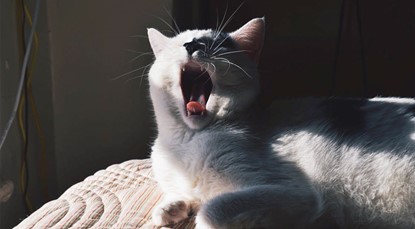 Cat waking up from slumber