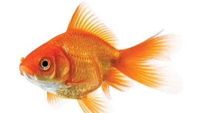 It's just a big goldfish