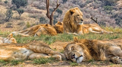 Group of lions sleeping soundly