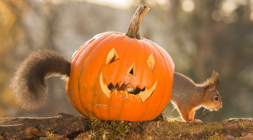 Spook up your home this Halloween - Squirrel Mortgages