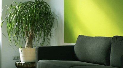 Green wall, plant and couch