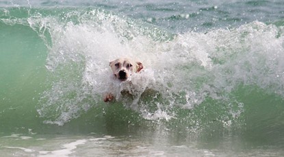 Dog bodysurfing wave
