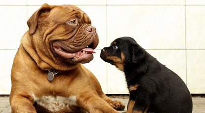 Big dog, little dog - is bigger better?