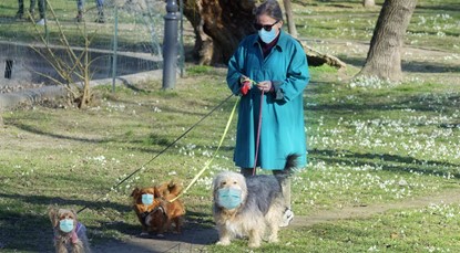 Woman wearing a coat and mask outside walking three dogs, all wearing masks