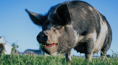 Large pig wearing lipstick and eating on a field