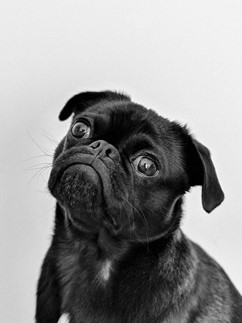 Black pug against grey background