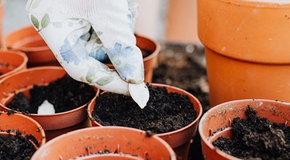Gloved hand planting a seed in a pot with soil, surrounded by other pots