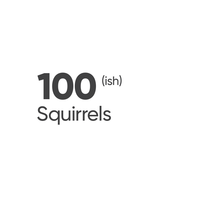 100(ish) Squirrels