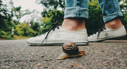Snail next to shoes on road