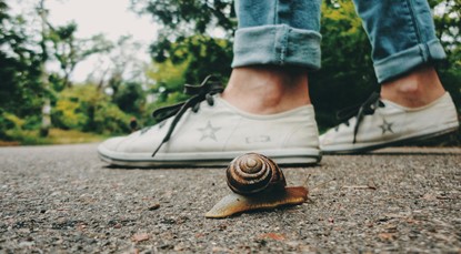 Snail next to shoes on road