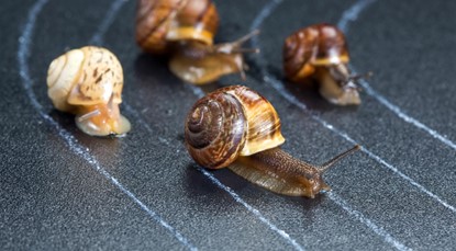 Snails on a race track